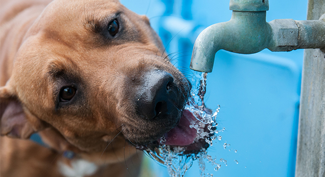 Dog drinking water from a running tap